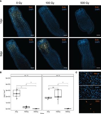 Purification and transcriptomic characterization of proliferative cells of Mesocestoides corti selectively affected by irradiation